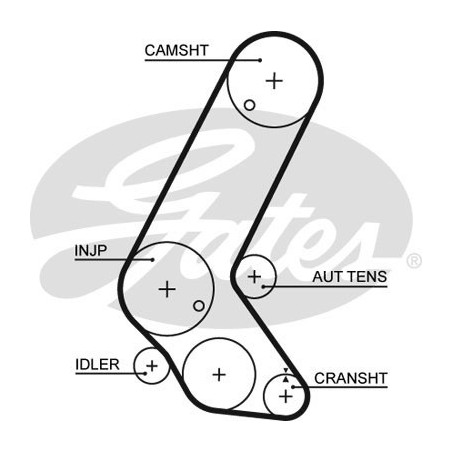 Skirstymo diržas Gates 5595XS