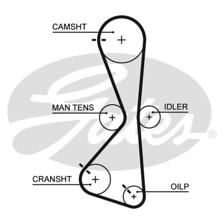 Skirstymo diržas Gates 5609XS