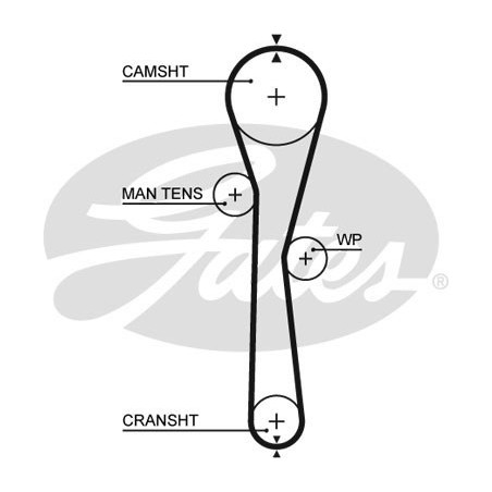 Skirstymo diržas Gates 5577XS